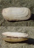 Solecurtus scopula